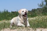 LABRADOR 036